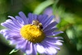 Apis mellifera, European honey bee pollinating a China Aster flower close up photo. Royalty Free Stock Photo