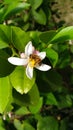 Apis mellifera. Honey bee pollinating a lemon flower. Royalty Free Stock Photo