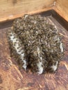 Apis Mellifera honeybees have built beeswax comb in a beehive lid as they need more space. Beekeeping