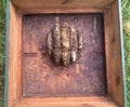 Apis Mellifera honeybees have built natural comb in a beehive roof. Beekeeping