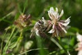 Apis mellifera side Westliche Honigbiene