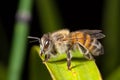 Apis mellifera western honey bee Royalty Free Stock Photo