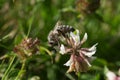 Apis mellifera Westliche Honigbiene on blossom