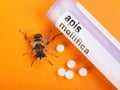 Apis Mellifica homeopathic medication and bee Royalty Free Stock Photo