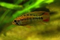 Apistogramma macmasteri, American  dwarf cichlid. Royalty Free Stock Photo