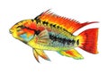 Apistogramma macmasteri. Tropical fish. Watercolor illustration. Royalty Free Stock Photo