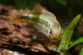 Apistogramma mendezi, blackwater dwarf apisto cichlid fish, wild juvenile from Barcelos, Rio Negro