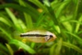 Apistogramma mendezi, freshwater cichlid fish, wild young female from Barcelos, Rio Negro in natural biotope aquarium