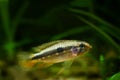 Apistogramma mendezi, rare and unique freshwater dwarf cichlid fish, wild specimen, biotope aqua