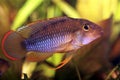 Apistogramma nijsseni - Male Royalty Free Stock Photo