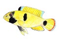 Apistogramma nijsseni, Panda dwarf cichlid. Aquarium fish, tropical fish. Watercolor illustration.