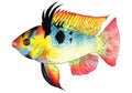Apistogramma ramirezi. Microgeophagus ramirezi. Dwarf butterfly cichlid. Aquarium fish, tropical fish.