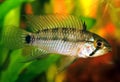 Apistogramma sp. emerald alenquer Royalty Free Stock Photo