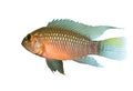 Apistogramma sp. Nanay over white Royalty Free Stock Photo