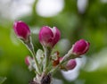 Aple blossom pink flower buds with blurry green background Royalty Free Stock Photo