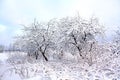 Aple trees in snow Royalty Free Stock Photo