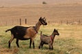 Apline Goats in Brown Field