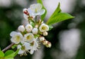 Aplle blossom in an orchard