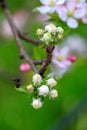 Aplle blossom in an orchard