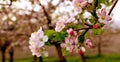 Aplle blossom in an orchard