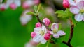 Aplle blossom in an orchard