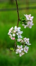 Aplle blossom in an orchard