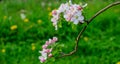 Aplle blossom in an orchard