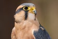 Aplomado Falcon Portrait Royalty Free Stock Photo