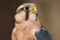 Aplomado Falcon Portrait