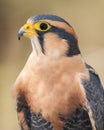Aplomado Falcon Portrait Royalty Free Stock Photo