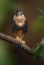 Aplomado Falcon - bird of prey