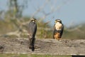Aplomado Falcon Pair Royalty Free Stock Photo