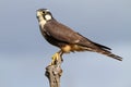 Aplomado Falcon perched on a fence post Royalty Free Stock Photo