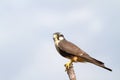 Aplomado Falcon perched on a fence post Royalty Free Stock Photo