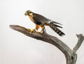 Aplomado Falcon Perched  on white background Royalty Free Stock Photo