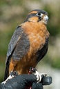 Aplomado Falcon Royalty Free Stock Photo