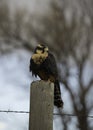 Aplomado falcon resting on wooden post Royalty Free Stock Photo