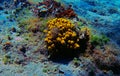 Yellow Tube Sea Sponge - Aplysina Aerophoba