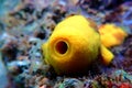 Yellow/Golden tube Mediterranean sponge - Aplysina aerophoba