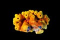 Yellow/Golden tube Mediterranean sponge - Aplysina aerophoba