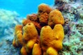 Yellow/Golden tube Mediterranean sponge - Aplysina aerophoba