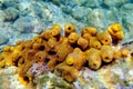 Mediterranean Yellow tube sea sponge - Aplysina aerophoba