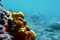 Mediterranean Yellow tube sea sponge - Aplysina aerophoba