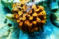 Yellow/Golden tube Mediterranean sponge - Aplysina aerophoba