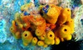 Yellow/Golden tube Mediterranean sponge - Aplysina aerophoba