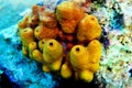 Yellow/Golden tube Mediterranean sponge - Aplysina aerophoba