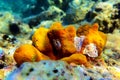 Mediterranean Yellow tube sea sponge - Aplysina aerophoba