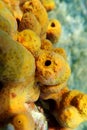 Mediterranean Yellow tube sea sponge - Aplysina aerophoba