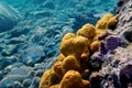 Mediterranean Yellow tube sea sponge - Aplysina aerophoba