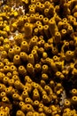 Aplysina aerophoba yellow tube sponge, close-up, geometric shapes and patterns Royalty Free Stock Photo